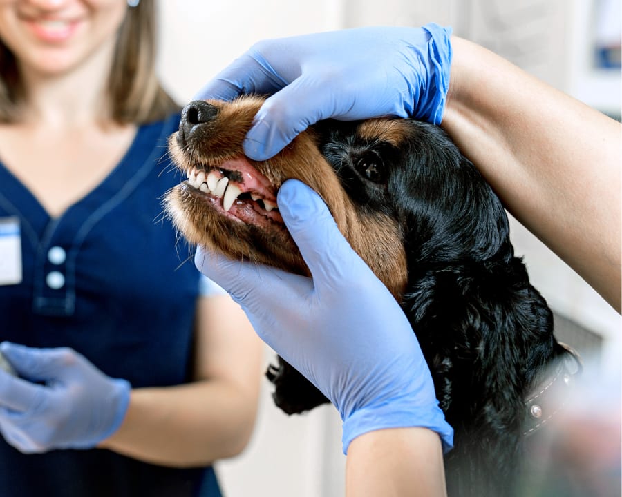 Pet Dental Care in Las Vegas  Sahara Pines Animal Hospital